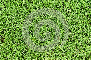 Fresh grass with water drops background