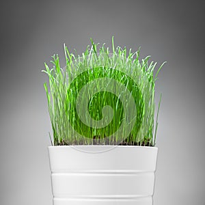 Fresh grass in white pot