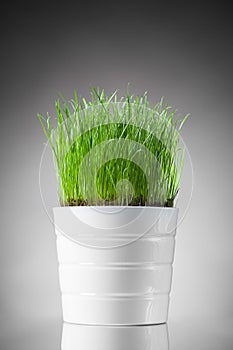 Fresh grass in white pot