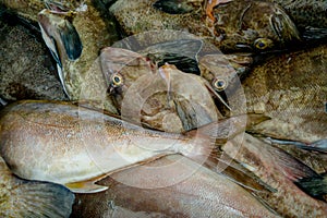 Fresh gray fish at the fish market