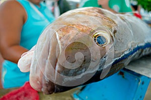 Fresh gray fish at the fish market