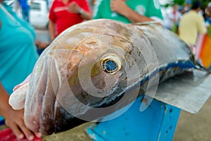 Fresh gray fish at the fish market