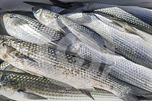Fresh Gray Mullet Fish at the Fish Market Mugil cephalus Fresh Fish