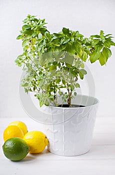 Fresh Greek basil in pot with lemons