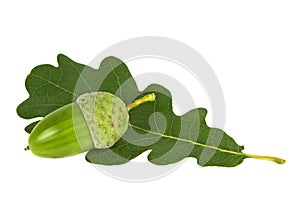 Fresh green acorn with oak leaf isolated on white background