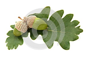 Fresh green acorns with leaves photo