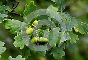 Fresh green acorns of an oak tree in late summer