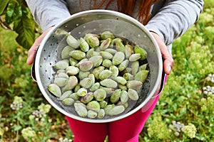 Fresh Green Almonds