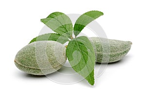 Fresh green almonds with leaves isolated on white