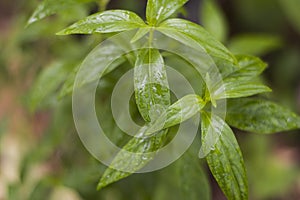 Fresh green Andrographis paniculata plant