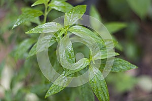 Fresh green Andrographis paniculata plant