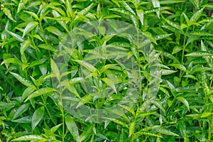Fresh green Andrographis paniculata plant photo