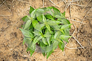 Fresh Green Andrographis paniculata plant growing on the ground