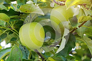 Fresh Green Apple on the apple tree at Apple garden farm background