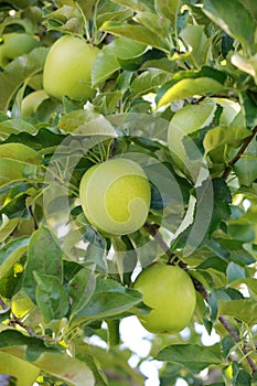 Fresh Green Apple on the apple tree at Apple garden farm background