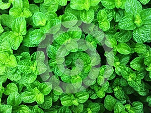 Fresh green apple mint leaves background