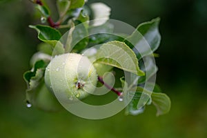 Fresh green apple with rain waterdrops on a branch