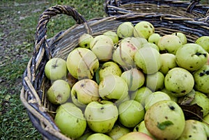 Fresh green apples in basket