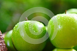 Fresh green Apples - harvest apple in the basket in the garden fruit nature green background