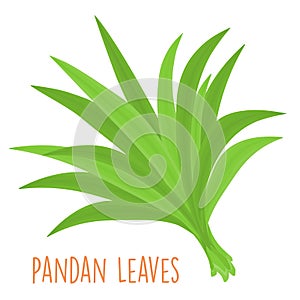 Fresh green aromatic pandanus leaf photo