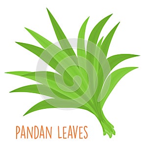 Fresh green aromatic pandanus leaf