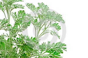 Fresh green Artemisia absinthium (wormwood) photo