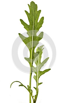 Fresh green arugula leaves