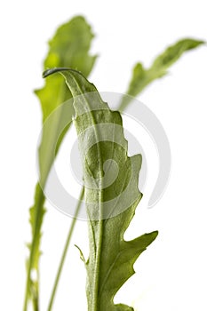 Fresh green arugula leaves