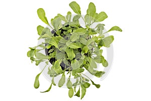 Fresh green arugula in a pot