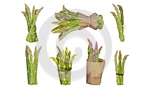 Fresh Green Asparagus Spears Tied with Rope and Wrapped in Craft Paper Vector Set