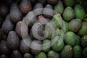 fresh green avocado in market