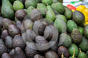 fresh green avocado in market