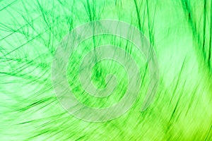 Fresh green background with abstract blurred foliage