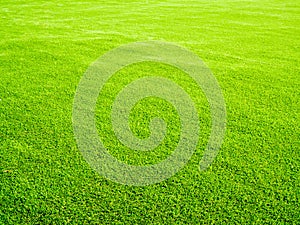 Fresh green background template with lawn, field grass