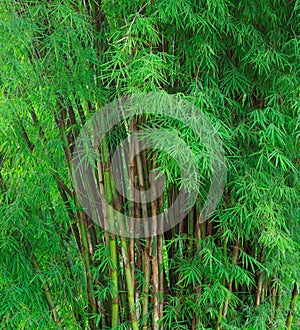 Fresh green bamboo tree and green bamboo leaves in forest