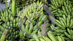 Fresh green banana directly from local farmers
