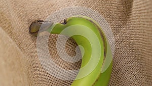 Fresh green banana are falling into a rustic sack in slow motion.