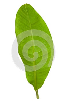 Fresh Green Banana Leaf