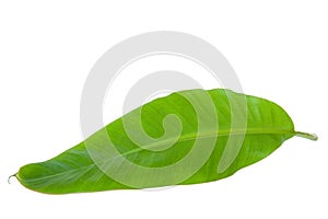 Fresh Green Banana Leaf