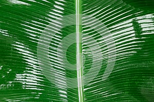 Fresh green banana leaf as background, closeup
