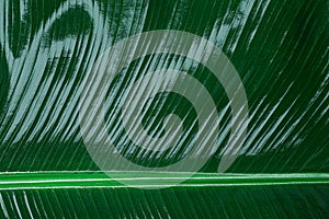 Fresh green banana leaf as background, closeup