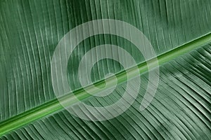 Fresh green banana leaf as background, closeup