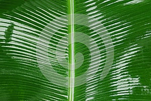 Fresh green banana leaf as background, closeup