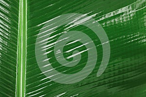 Fresh green banana leaf as background, closeup