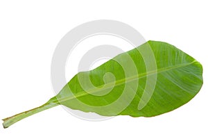 Fresh Green Banana Leaf Isolated