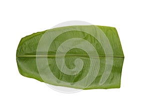 Fresh green Banana Leaf isolated on white background for serving food, Indian tradition and culture, BANANA LEAF