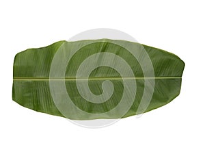 Fresh green Banana Leaf isolated on white background for serving food, Indian tradition and culture, BANANA LEAF