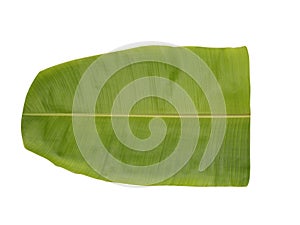 Fresh green Banana Leaf isolated on white background for serving food, Indian tradition and culture, BANANA LEAF