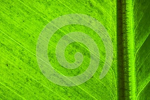 Fresh green banana leaf surface structure extreme macro closeup photo with midrib perpendicular to the frame leaf veins photo