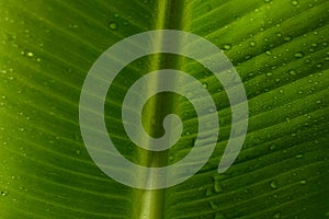 Fresh green banana leaf with water drops as background, closeup. Tropical foliage